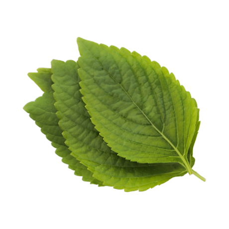 Perilla Ocymoides Leaf